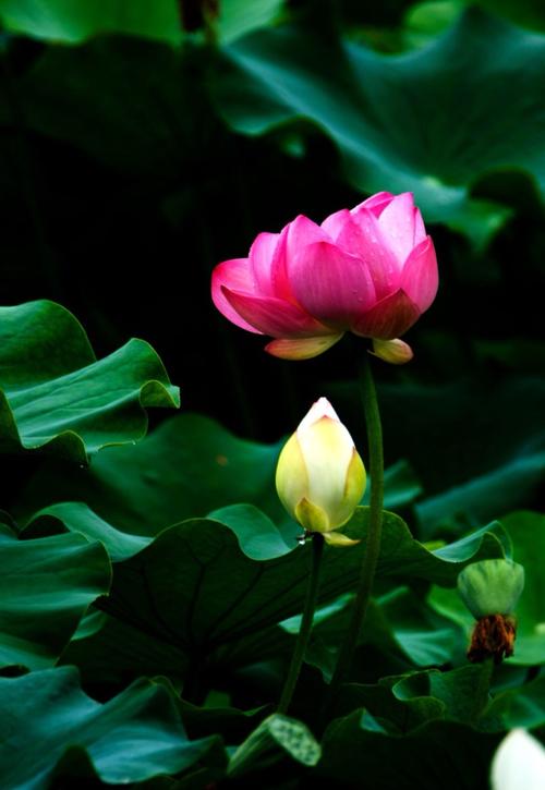 荷花梦