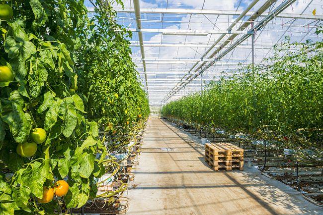 甲秀评大力推进农业现代化