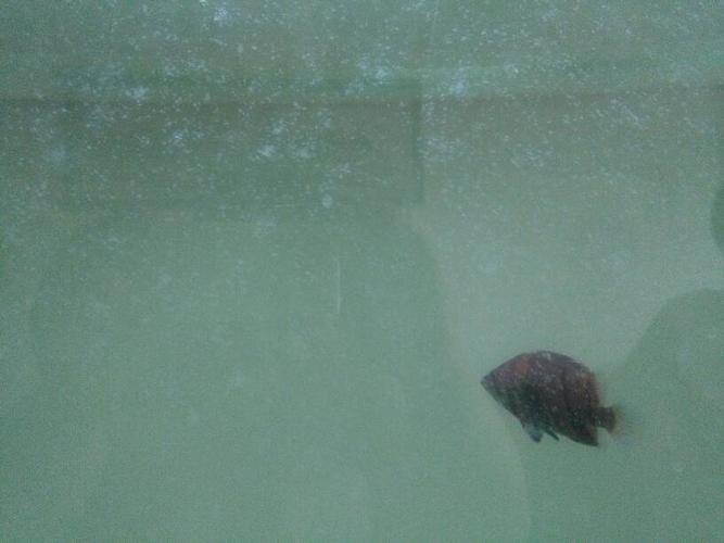 前天给鱼缸换水,水一直是白蒙蒙的,今天看见鱼缸壁上粘满了白色的絮壮