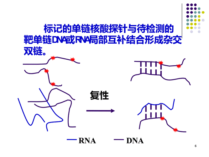 7-4 核酸分子杂交技术.pdf 24页