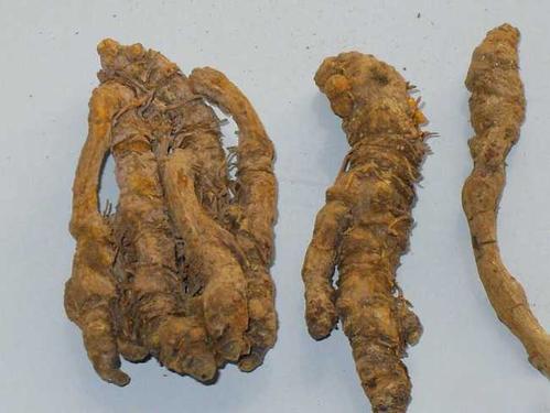 黄连的功效与作用黄连的副作用与禁忌中药黄连图片