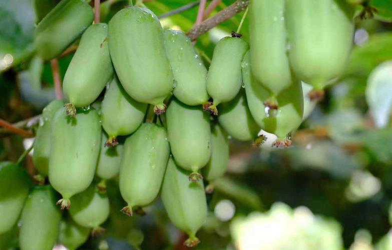 软枣猕猴桃的功效与作用