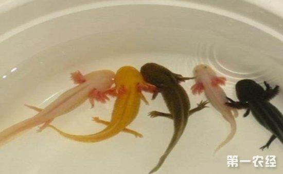 六角龙鱼都有什么颜色?