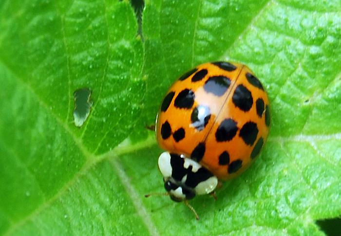 [分享]瓢虫的故事 ___科普摄影