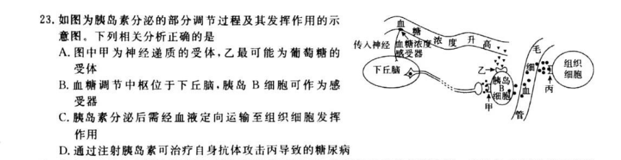 如图为胰岛素分泌的部分调节过程及其发挥作用的图