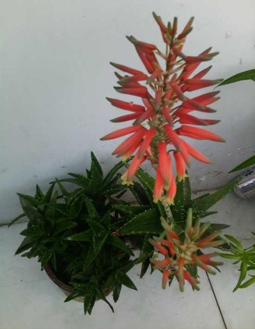 芦荟开花代表什么 芦荟开花是好兆头吗?