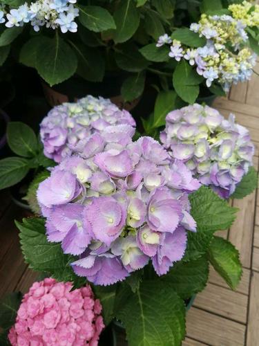 给绣球花来点"营养品",日常养护得当,轻轻松松开爆盆