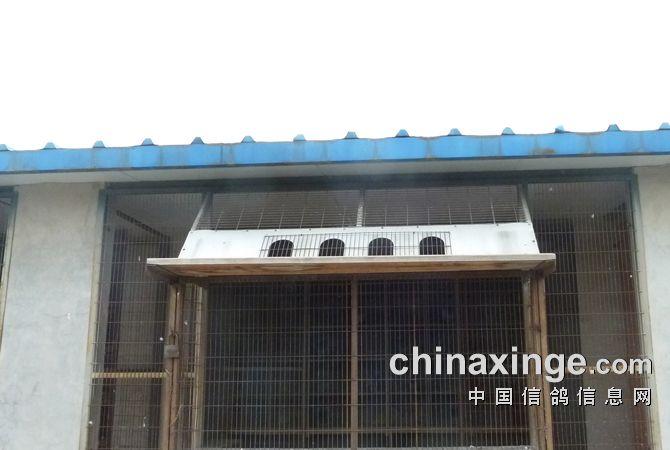 2016年秋赛查棚(9):王德顺鸽舍
