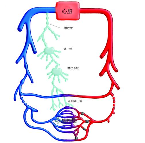 淋巴囊由大量静脉毛细血管汇合而成.