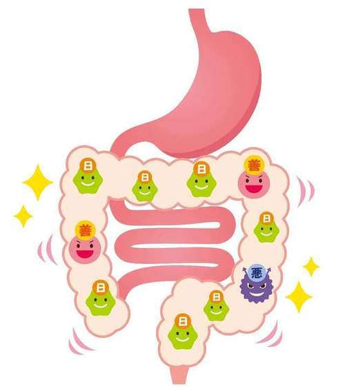 血糖代谢异常被忽视的原因肠道菌群失衡