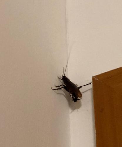 当你遇到会飞的蟑螂……哈哈哈太真实了!快把监控关掉