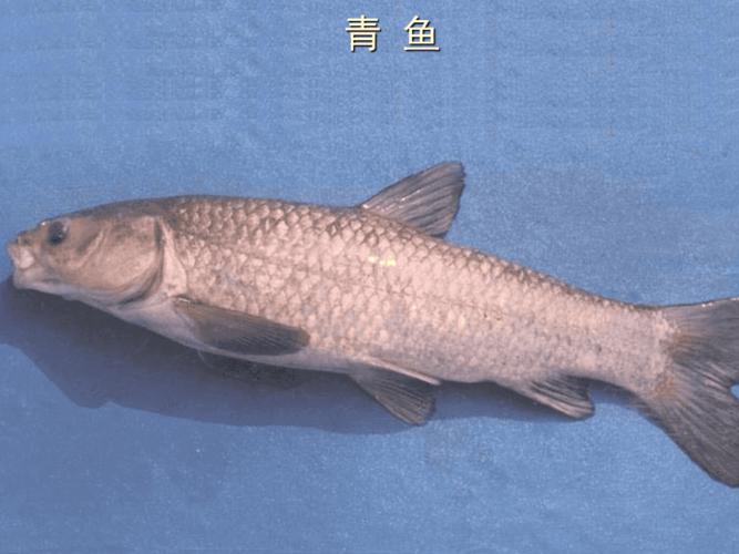 我国一些常见的淡水鱼.ppt