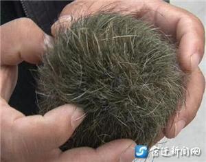 猪砂一克好卖多少钱?
