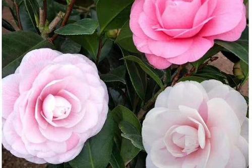 七仙女茶花 50.0/棵  名贵品种茶花:七仙女 带花苞