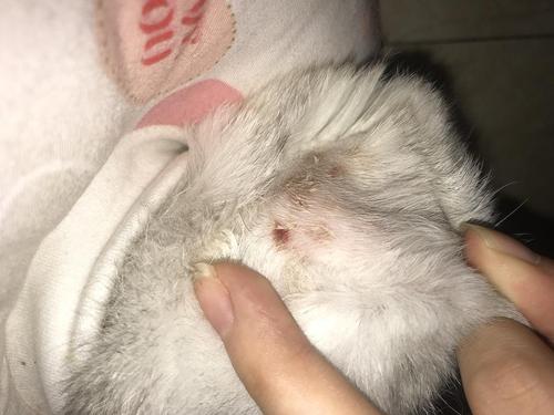 【求助】猫咪真菌感染和螨虫导致的皮肤病