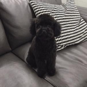 黑色泰迪的简笔画像