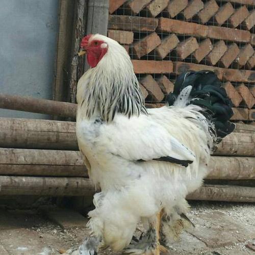 婆罗门种鸡