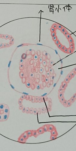 组胚实验红蓝铅笔绘图