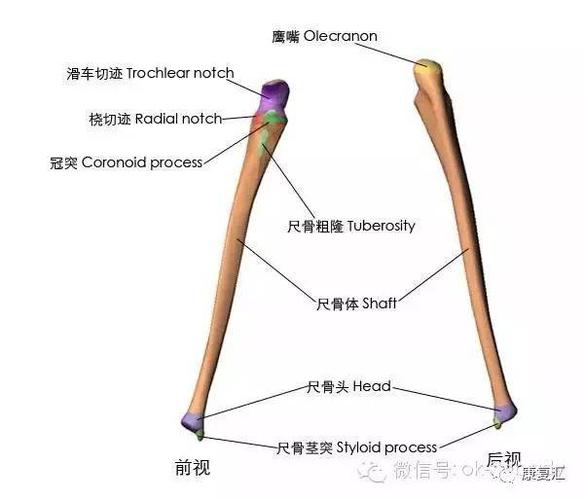 【经典收藏】史上最全骨性标志图3d图解