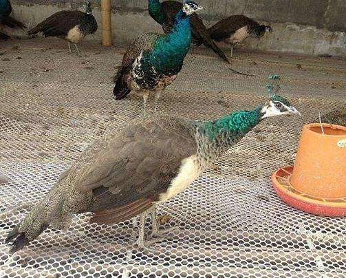 霍林郭勒后备种孔雀出售厂家