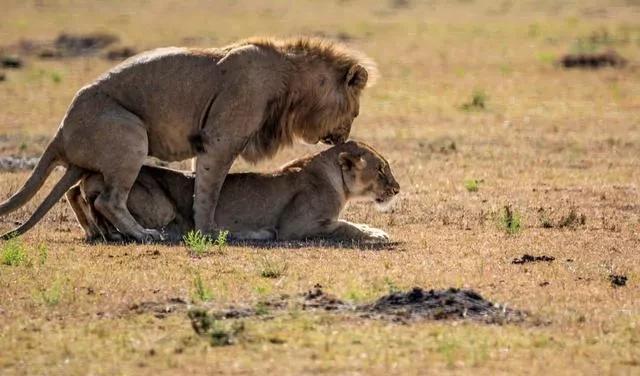 为啥说母狮子惹不得?