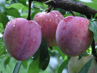 银妃李又名猪血李