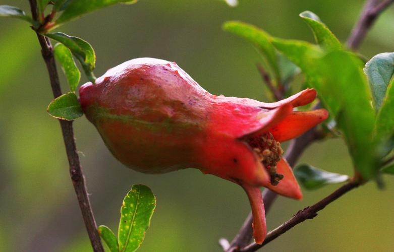 其它 石榴花开 写美篇  石榴,为石榴属植物,石榴花为两性花(即雌雄同