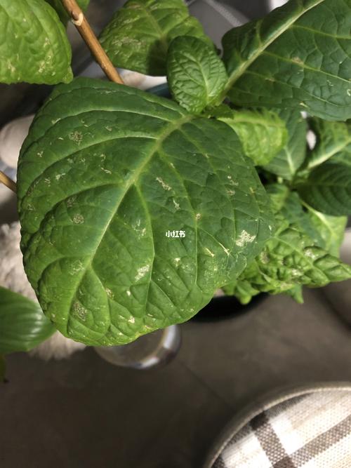 求助,绣球叶子怎么了_新手_家居家装_家居装饰