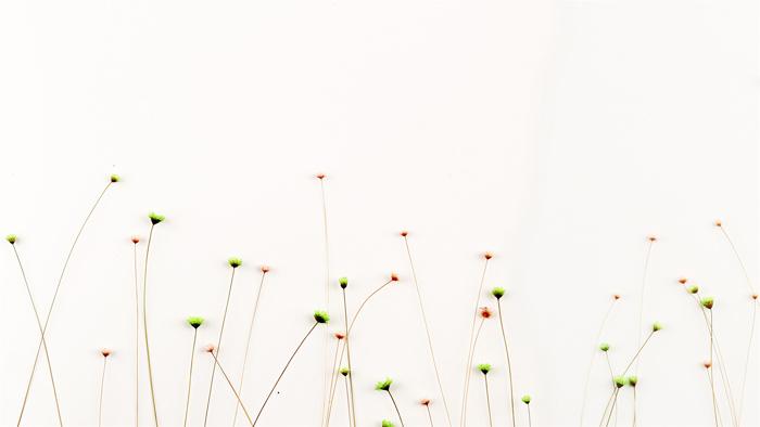 六张简约清新花束ppt背景图片