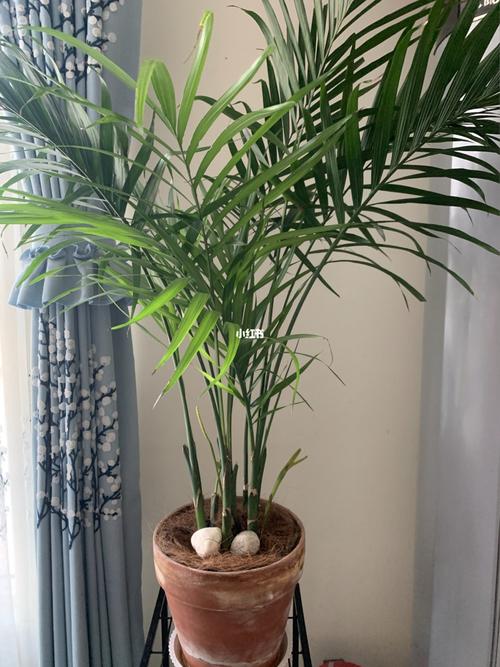 大家快来看看我的散尾葵开花98了,很少见吧!