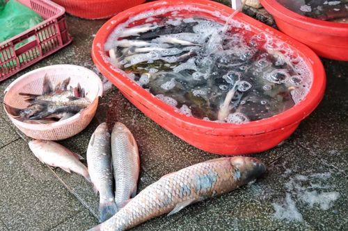 还有专门卖鱼的,活络的打着水泵.