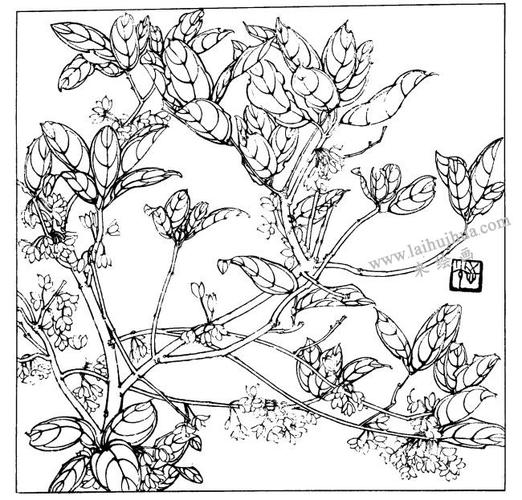 桂花白描花卉作品
