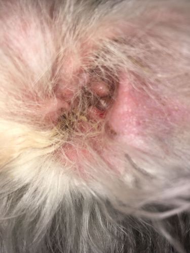 狗狗这是中耳炎吗!