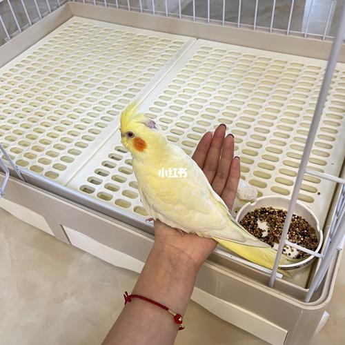 求助,玄凤鹦鹉的便便这样正常吗_鹦鹉_玄凤_宠物_宠物