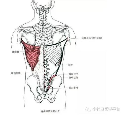 最全的肌肉起止点图片收藏以备不时之需