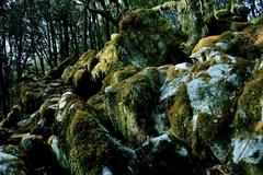 攀枝花格萨拉风景区绿石林