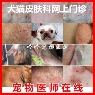 宠物医生在线咨询狗狗猫咪皮肤病 真菌螨虫 湿疹 脓皮症 皮屑脱毛