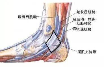面及内踝围成的腔隙,自前而后分四个通道,胫神经就位于血管神经通道内