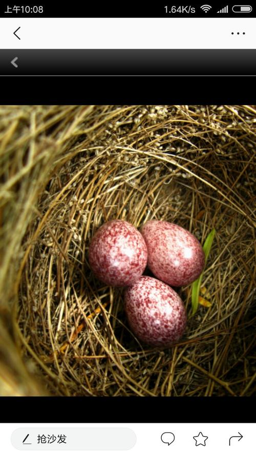 展开全部 这是白头鹎鸟蛋.繁殖期4-8月.