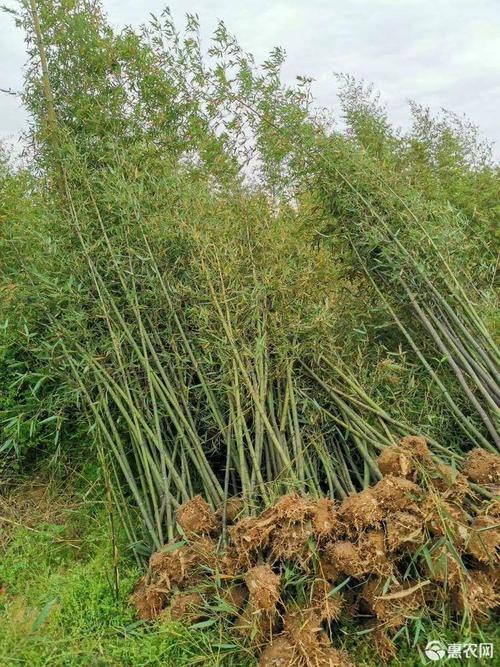 [刚竹批发] 刚竹苗价格3元/棵 - 惠农网