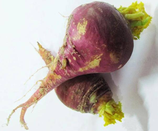 2021辛丑|二月二,蔓菁豆子