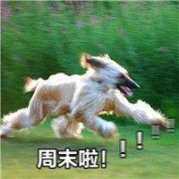 搞笑图片动物奔跑周末啦表情包