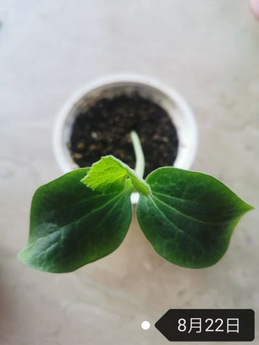 观察日记---南瓜籽的生长过程