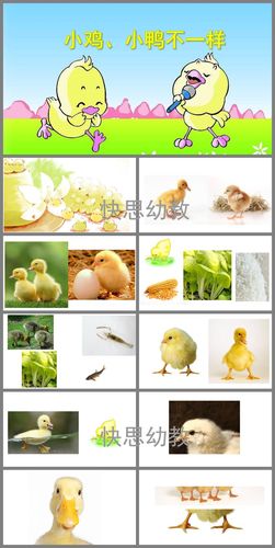 小班科学《小鸡,小鸭不一样》ppt课件教案音乐音频