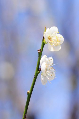 近距离摄影芳香美丽的白色青梅花图片分享!