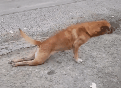 为了口吃的,狗子们装疯卖傻强行成精,也是非常不容易了