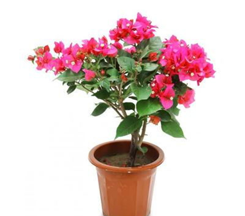 三角梅室内盆栽   三角梅又名光叶子花,苞片大色彩鲜艳,开花时间长