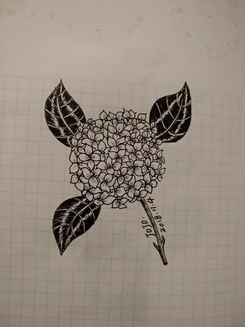 小线描之绣球花