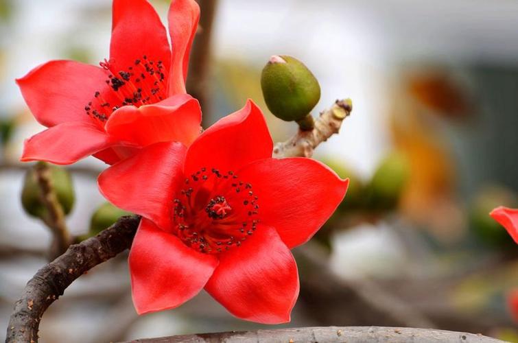 广州市花—红棉
