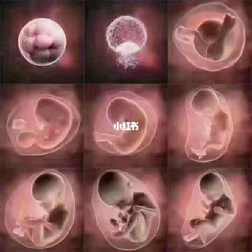 从受精卵到胚胎,进而发育成一个宝宝的过程_试管婴儿